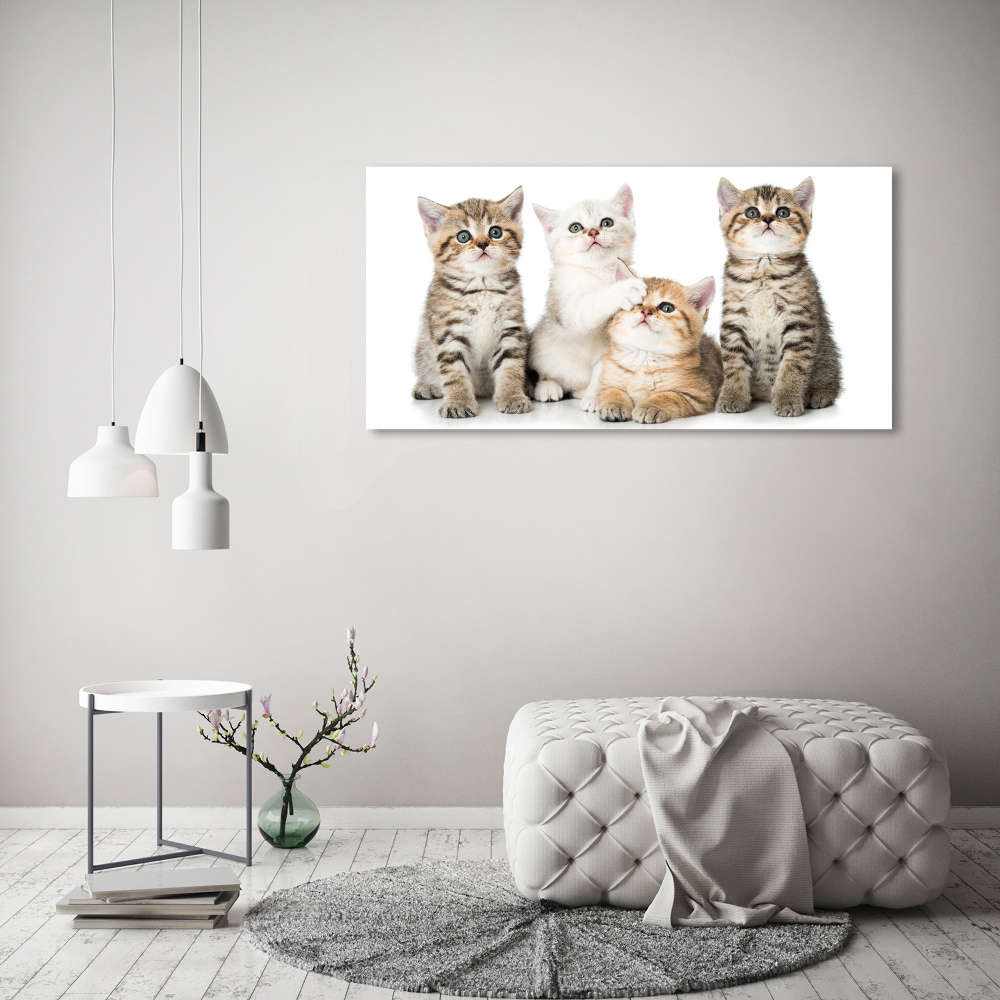 Foto obraz na ścianę akryl Małe koty