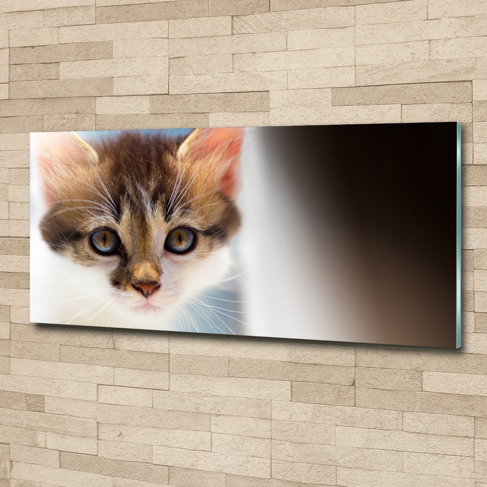 Foto obraz na ścianę akryl Mały kot