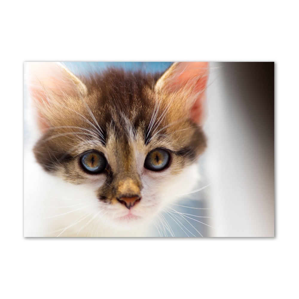 Foto obraz na ścianę akryl Mały kot