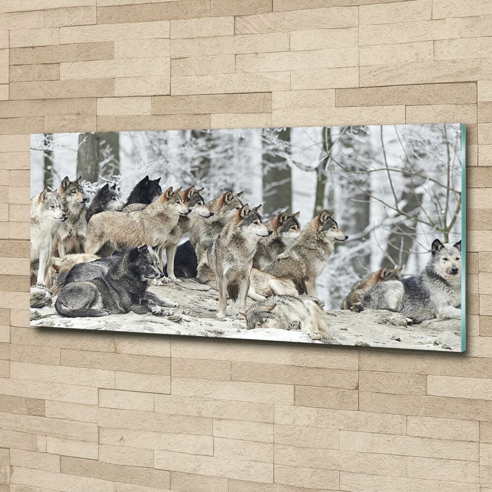 Foto obraz na ścianę akryl Wilki zimą