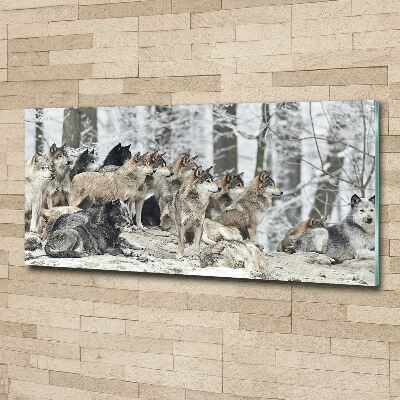 Foto obraz na ścianę akryl Wilki zimą
