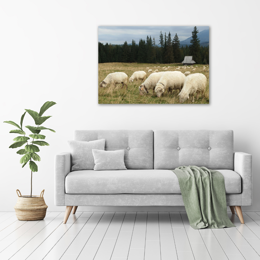Foto obraz szkło akryl Pasące się owce