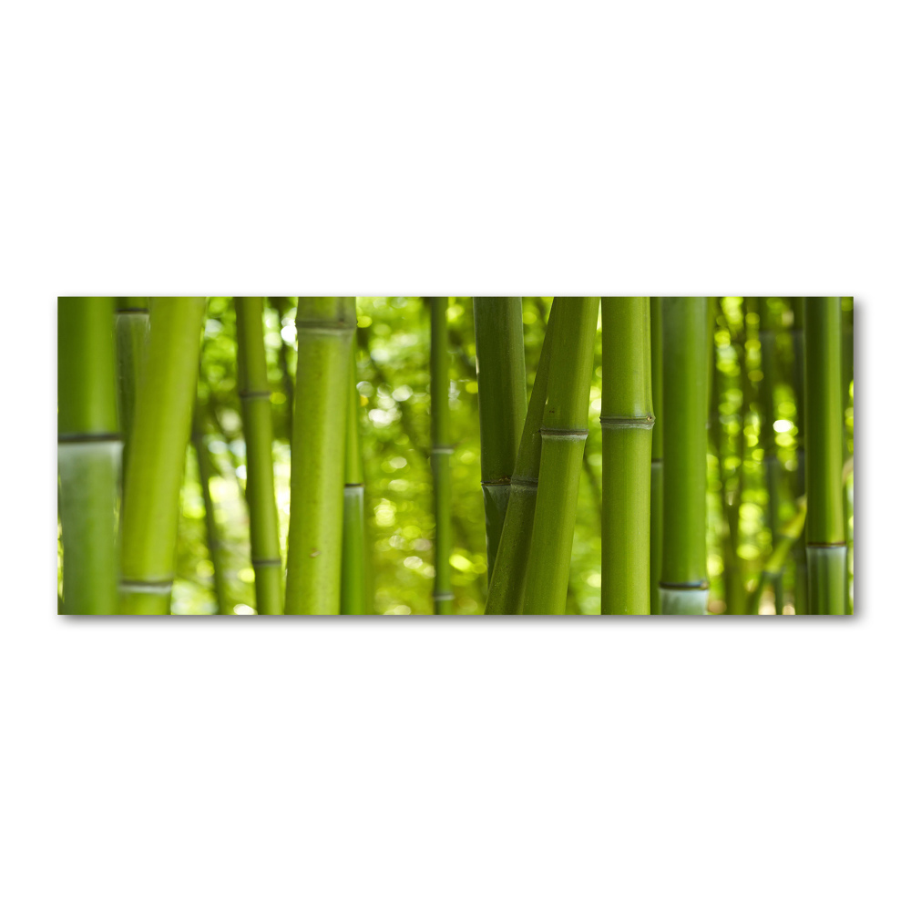 Obraz zdjęcie na scianę pleksi Bambus