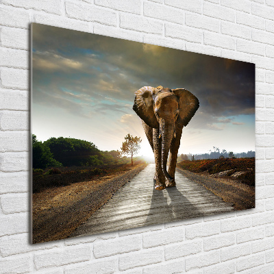 Foto obraz szkło akryl Spacerujący słoń