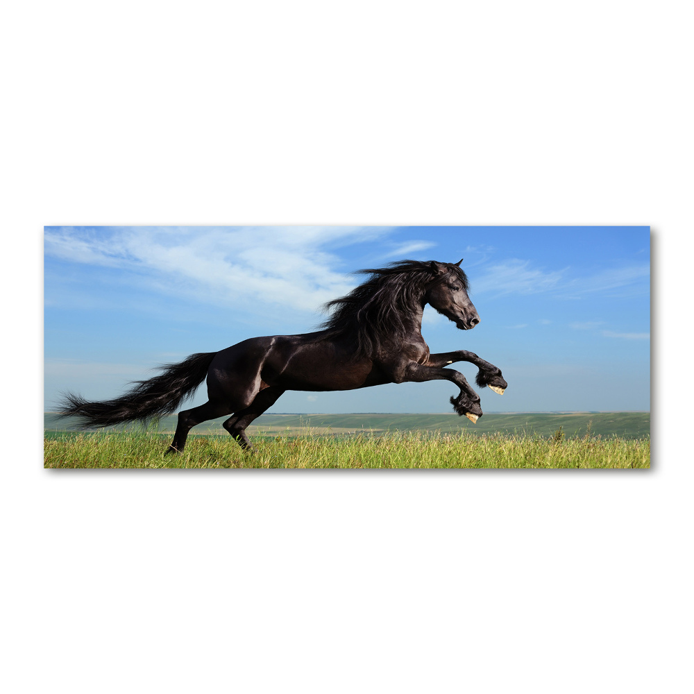 Foto obraz akryl Czarny koń na łące