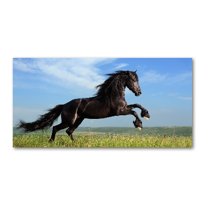 Foto obraz akryl Czarny koń na łące