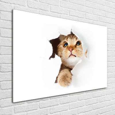 Foto obraz szkło akryl Kot w dziurze