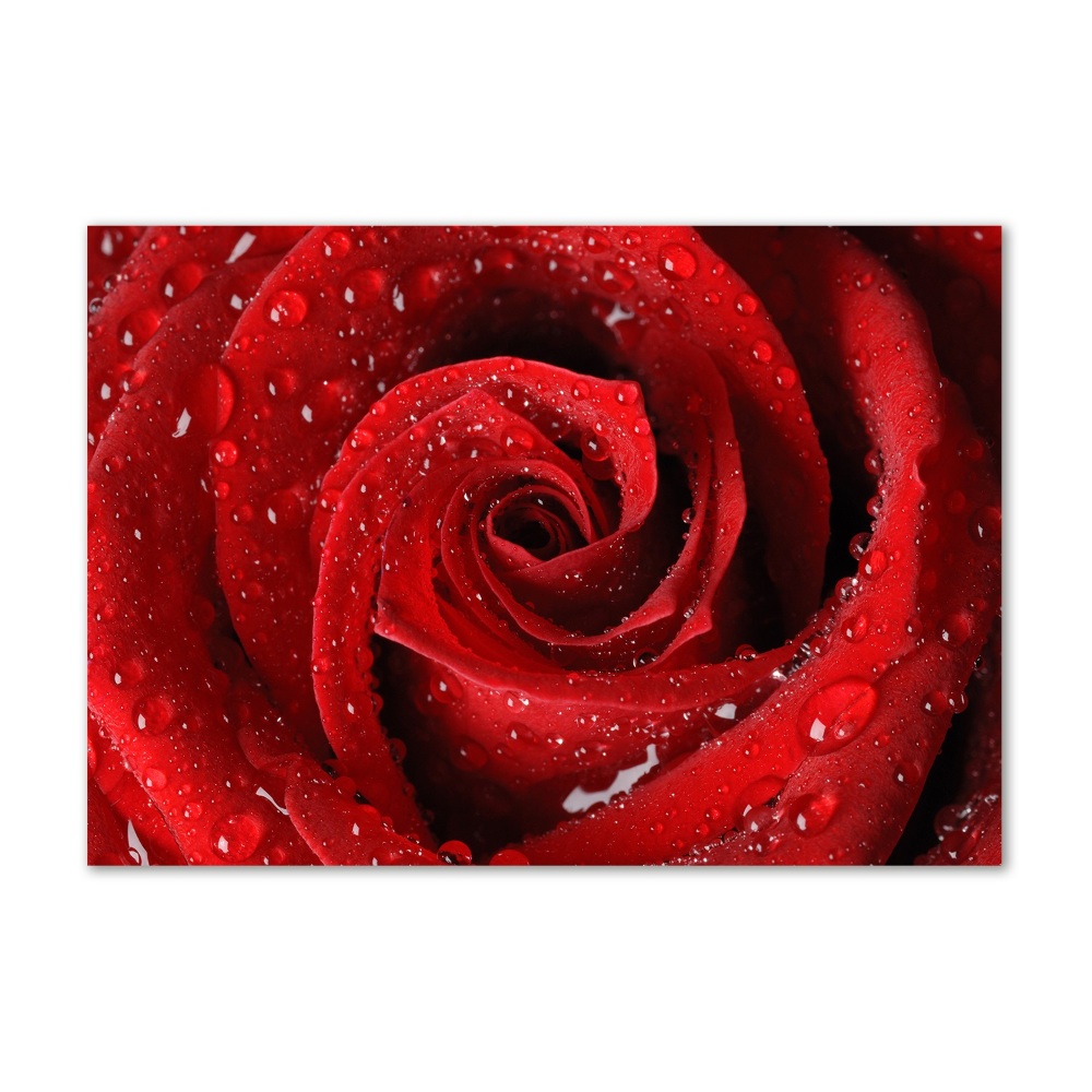 Obraz zdjęcie szkło akryl Krople na róży
