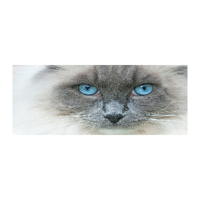 Foto obraz akryl Kot niebieskie oczy