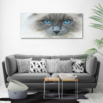 Foto obraz akryl Kot niebieskie oczy