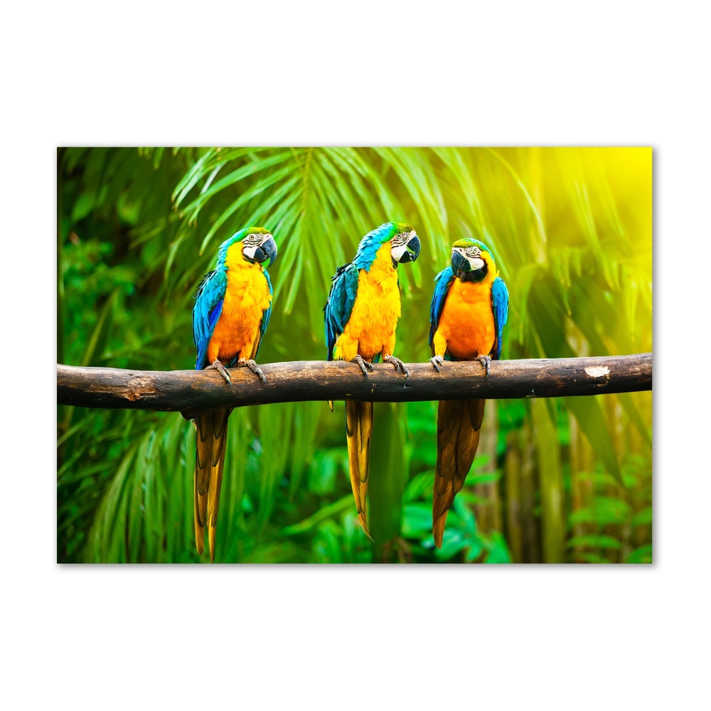 Foto obraz szkło akryl Papugi na gałęzi
