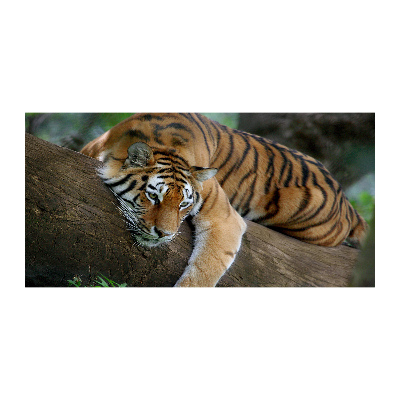 Foto obraz szkło akryl Tygrys na drzewie