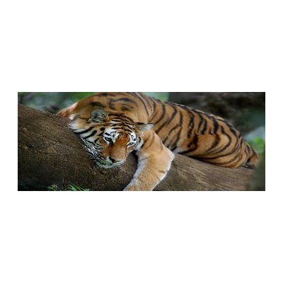 Foto obraz szkło akryl Tygrys na drzewie