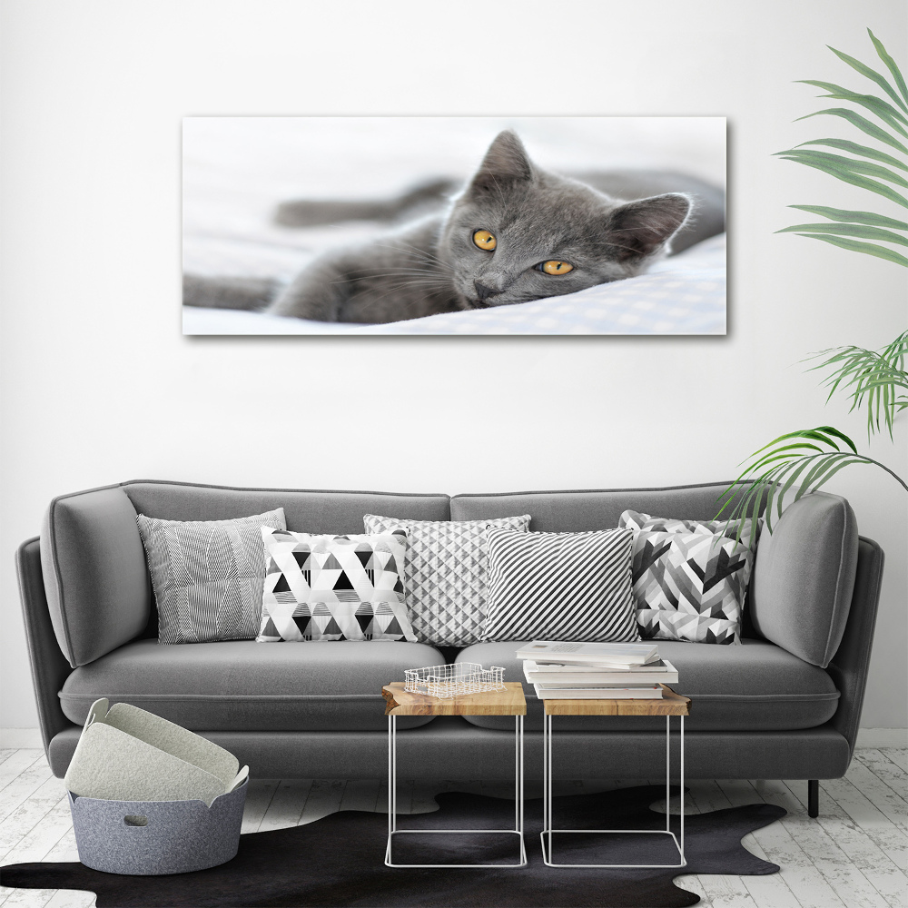 Foto obraz na ścianę akryl Szary kot
