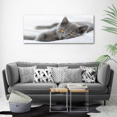 Foto obraz na ścianę akryl Szary kot