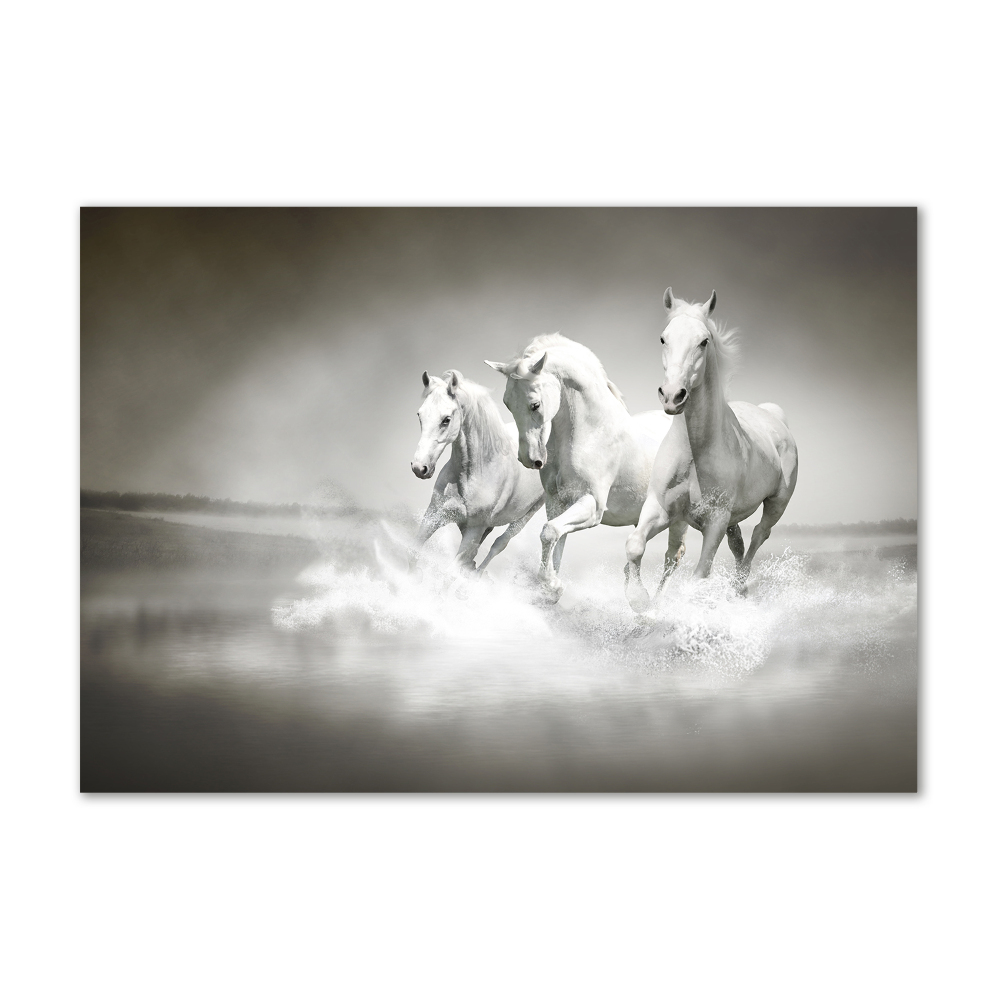 Foto obraz szkło akryl Białe konie