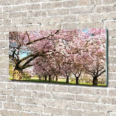 Obraz zdjęcie szkło akryl Drzewa wiśni