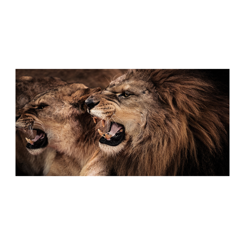 Foto obraz szkło akryl Ryczące lwy