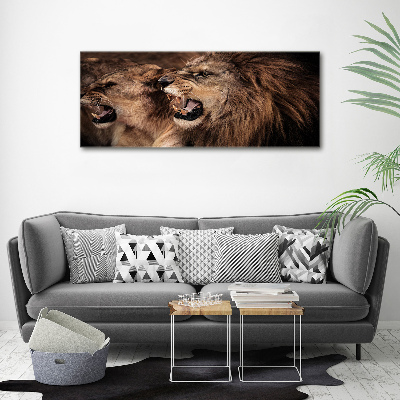 Foto obraz szkło akryl Ryczące lwy