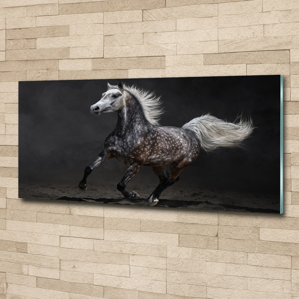 Foto obraz szkło akryl Szary koń arabski