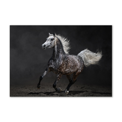 Foto obraz szkło akryl Szary koń arabski
