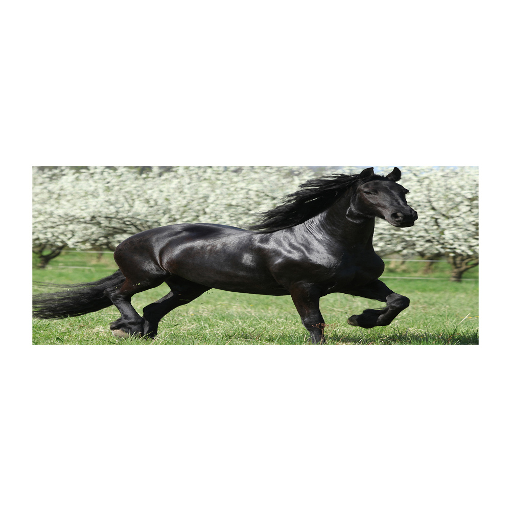 Foto obraz szkło akryl Czarny koń kwiaty