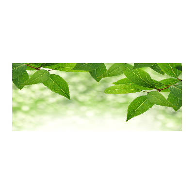 Obraz zdjęcie szkło akryl Zielone liście