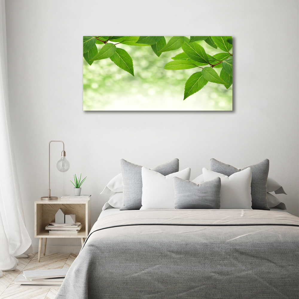 Obraz zdjęcie szkło akryl Zielone liście