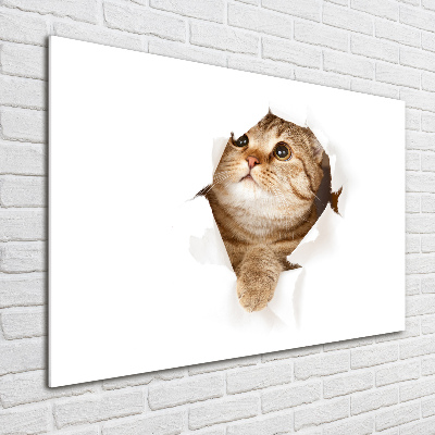 Foto obraz na scianę akrylowy Kot