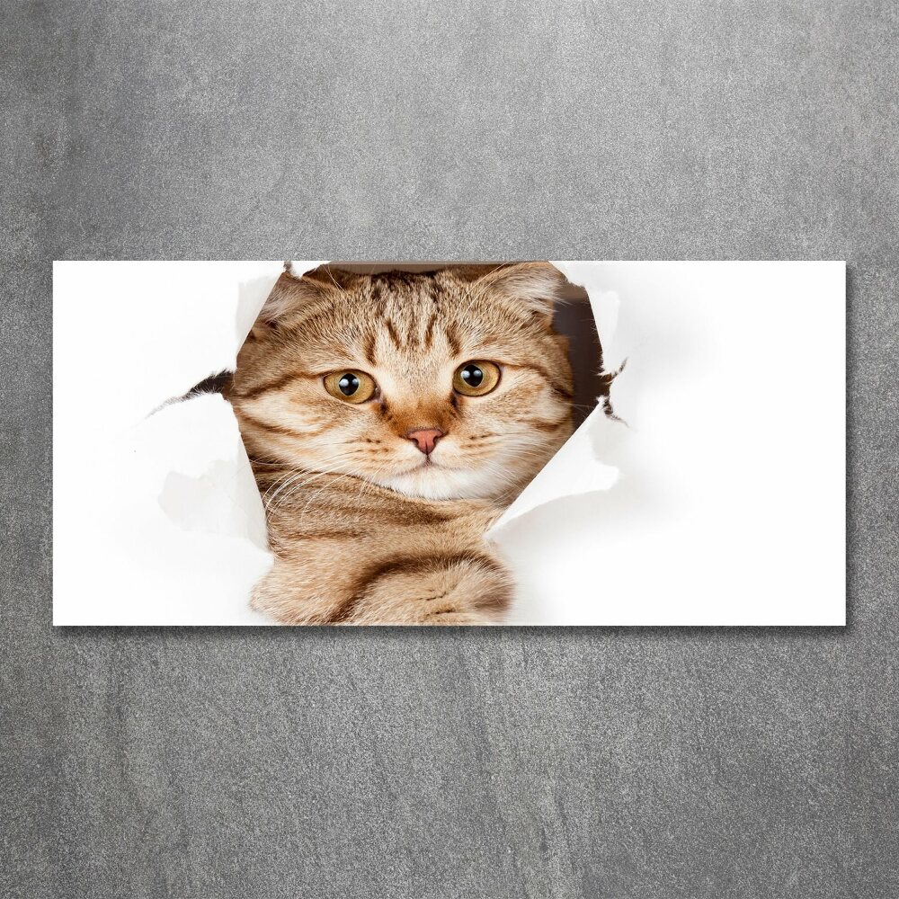 Foto obraz na scianę akrylowy Kot