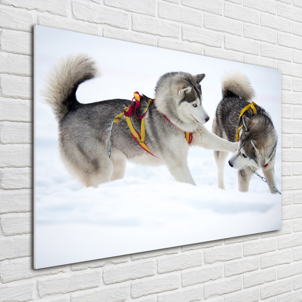 Foto obraz na ścianę akryl Husky zimą