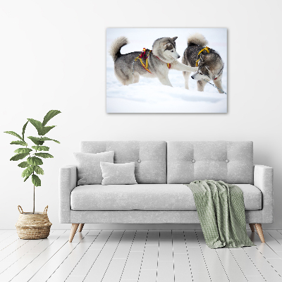 Foto obraz na ścianę akryl Husky zimą