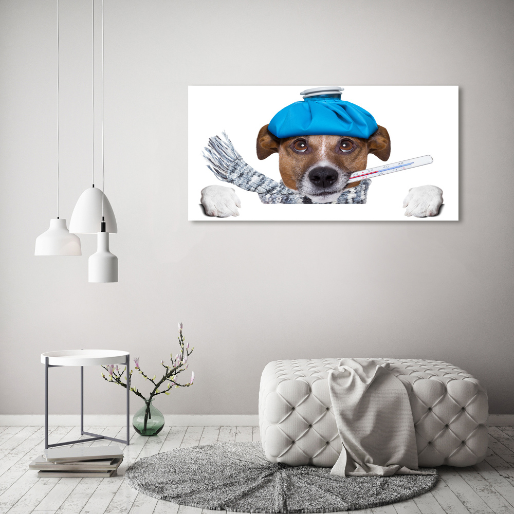 Foto obraz na ścianę akryl Chory pies