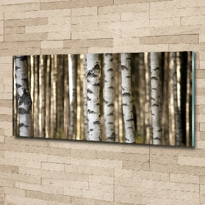 Fotoobraz na ścianę szkło akrylowe Brzozy