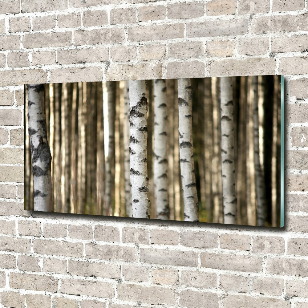 Fotoobraz na ścianę szkło akrylowe Brzozy