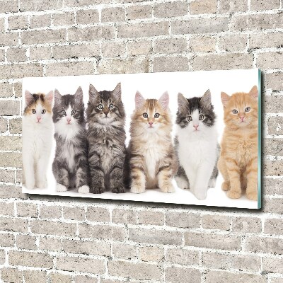 Foto obraz szkło akryl Sześć kotów