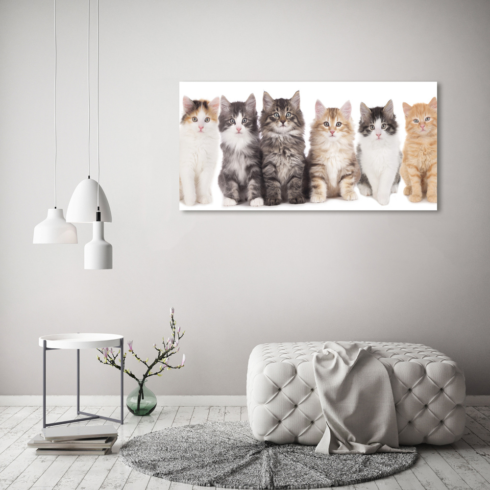 Foto obraz szkło akryl Sześć kotów