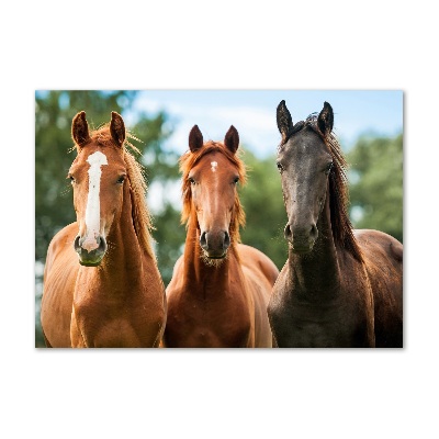 Foto obraz na ścianę akryl Trzy konie