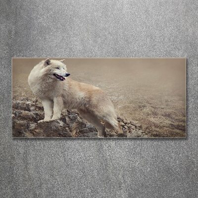 Obraz zdjęcie akryl Biały wilk na skale