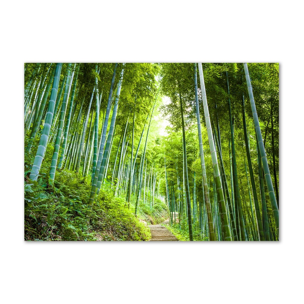 Foto obraz szkło akryl Las bambusowy