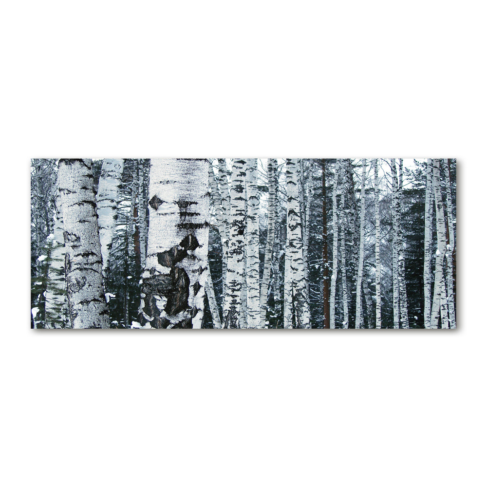 Obraz zdjęcie szkło akryl Drzewa brzozy