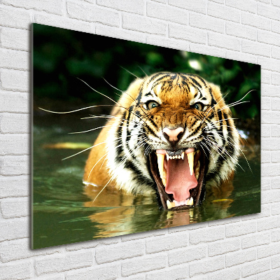 Obraz zdjęcie szkło akryl Ryczący tygrys
