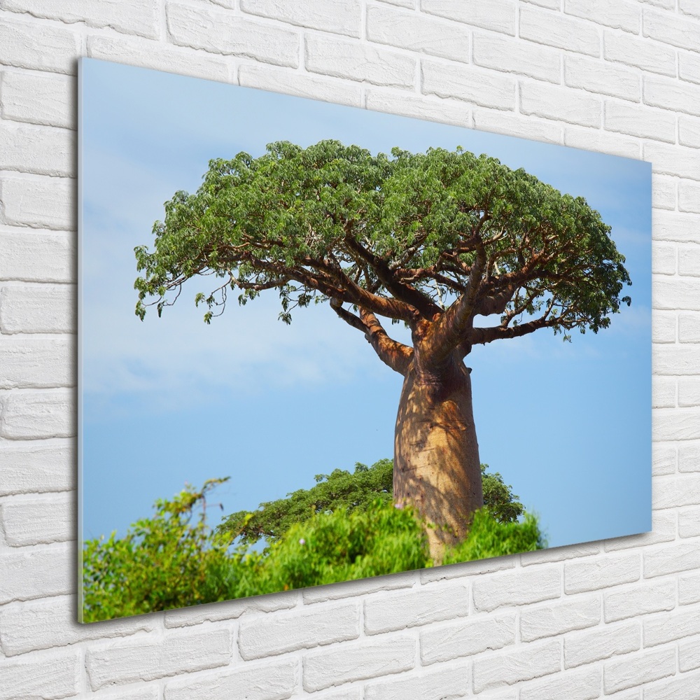 Fotoobraz na ścianę szkło akrylowe Baobab