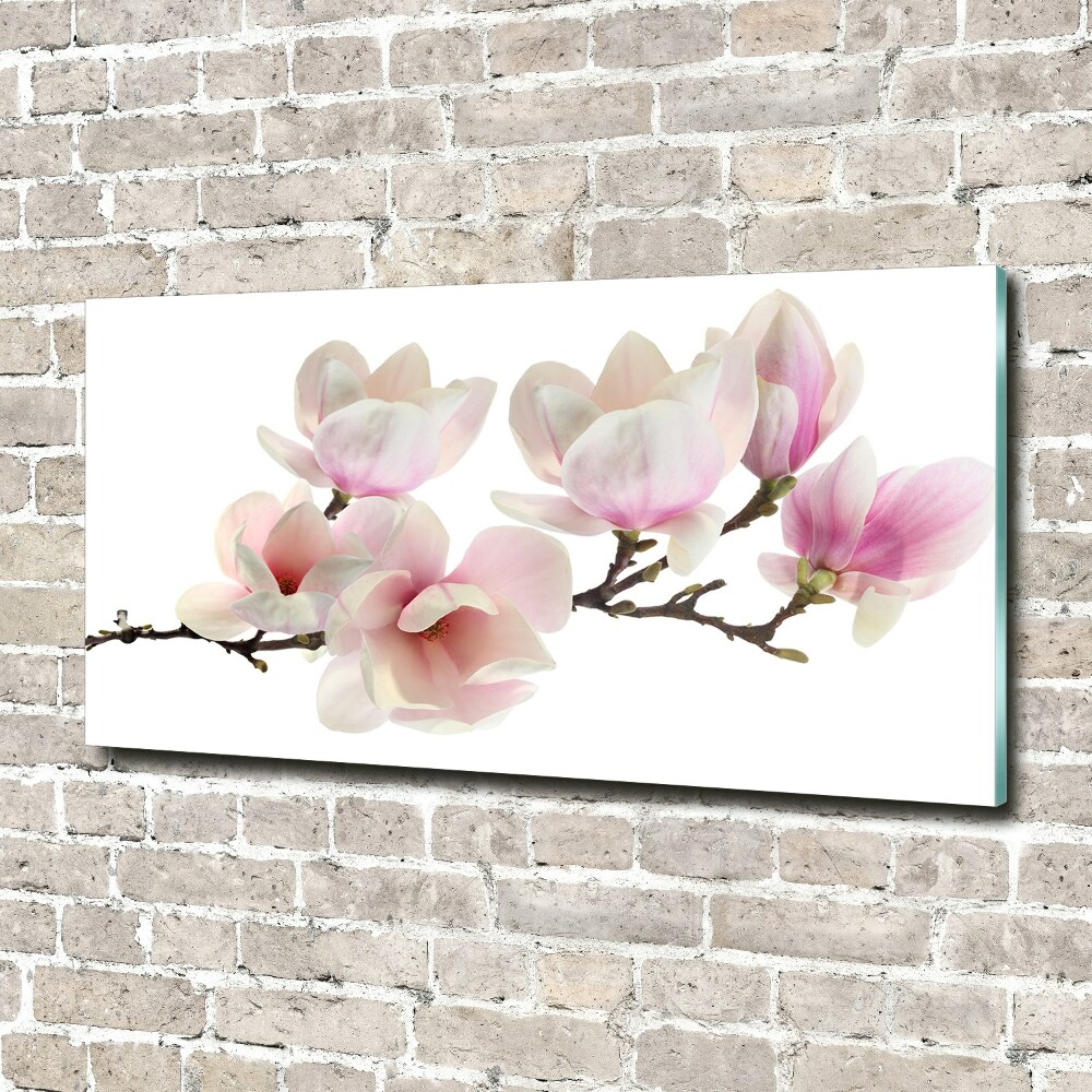 Obraz zdjęcie na ścianę akryl Magnolia