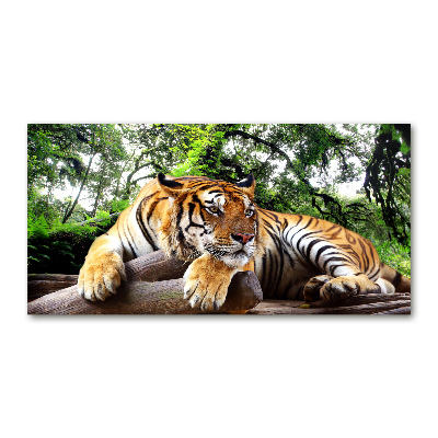 Obraz zdjęcie szkło akryl Tygrys na skale