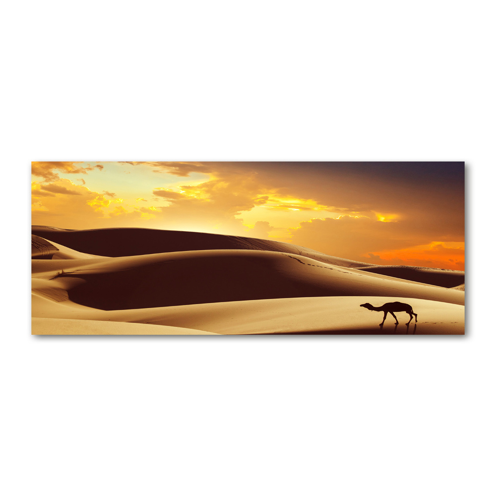 Foto obraz szkło akryl Wielbłąd Sahara