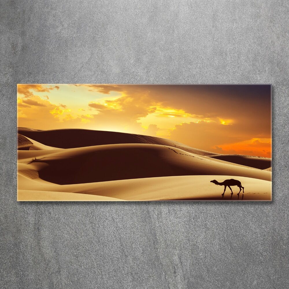 Foto obraz szkło akryl Wielbłąd Sahara