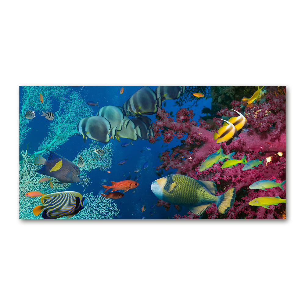 Obraz zdjęcie szkło akryl Rafa koralowa