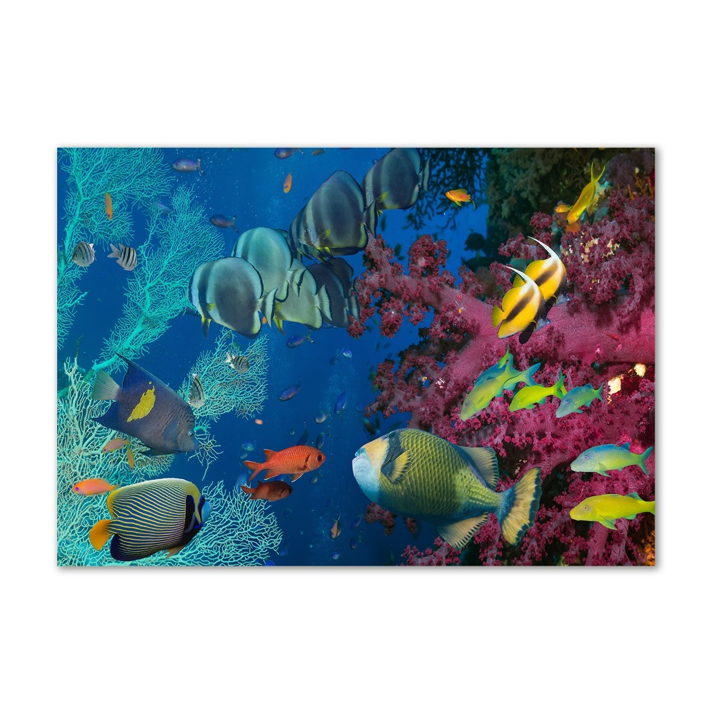 Obraz zdjęcie szkło akryl Rafa koralowa