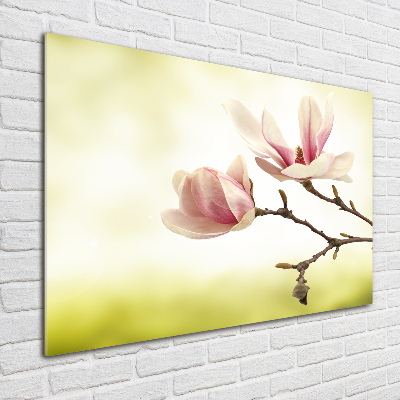 Obraz zdjęcie na ścianę akryl Magnolia